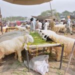 Vendors displaying animals to attract the customers at a Cattle Market
