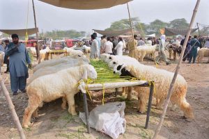 Vendors displaying animals to attract the customers at a Cattle Market
