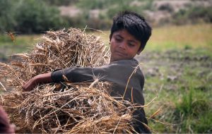 Labourers busy harvesting wheat with a threshing machine in a field area near the bypass