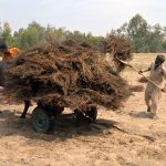 A farmer is loading raw black chickpeas onto a buffalo cart for transportation