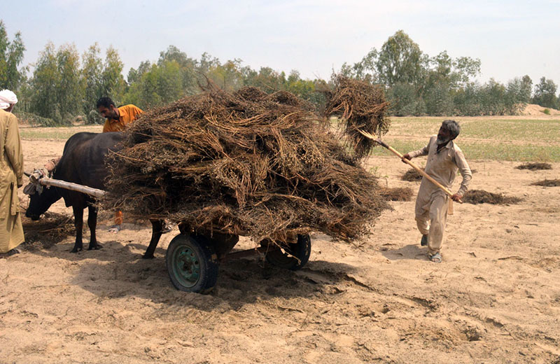 A farmer is loading raw black chickpeas onto a buffalo cart for transportation
