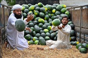 Labourers are busy unloading watermelons from delivery truck at roadside setup to attract the customers.