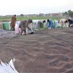 Labourers are busy filling sacks with canola seeds spread on a plastic sheet before transporting them to the grain market