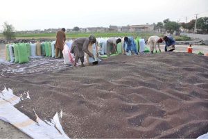 Labourers are busy filling sacks with canola seeds spread on a plastic sheet before transporting them to the grain market