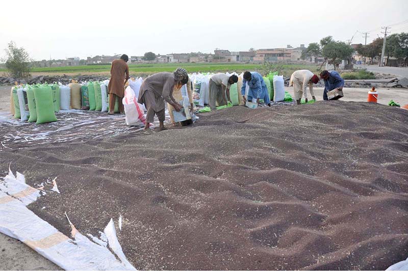 Labourers are busy filling sacks with canola seeds spread on a plastic sheet before transporting them to the grain market