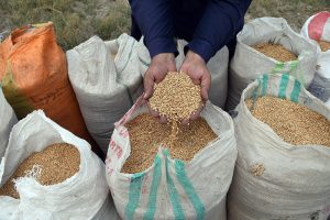 A Labourer arranging wheat sacks after harvesting with threshing machine in field area near bypass