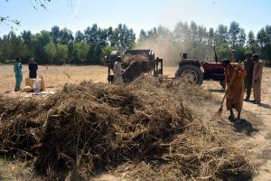 A farmer is loading raw black chickpeas onto a buffalo cart for transportation