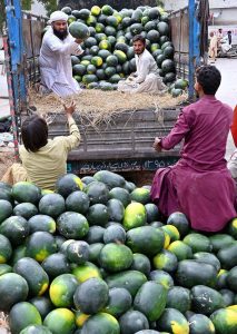 Labourers are busy unloading watermelons from delivery truck at roadside setup to attract the customers.
