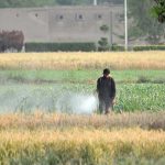 A farmer is busy spraying pesticide on the crop in his farm field