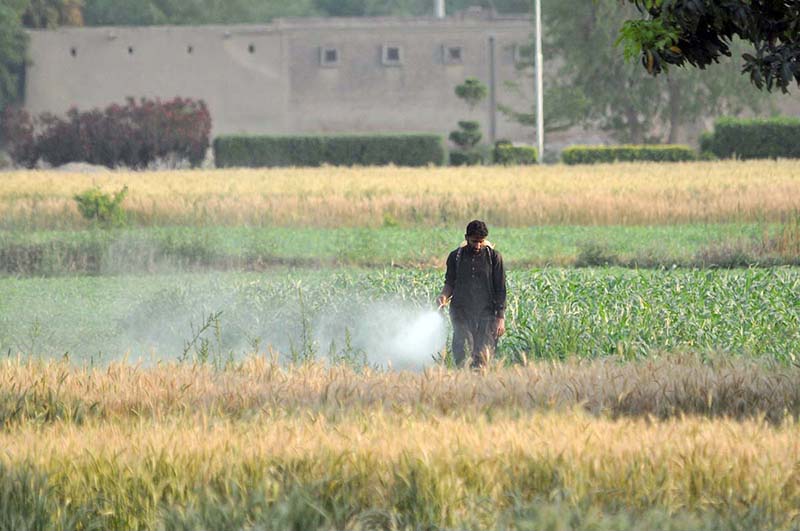 A farmer is busy spraying pesticide on the crop in his farm field