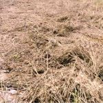 Standing wheat crop was badly damaged due to heavy rain and thunderstorm in the district