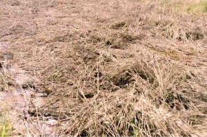 Standing wheat crop was badly damaged due to heavy rain and thunderstorm in the district