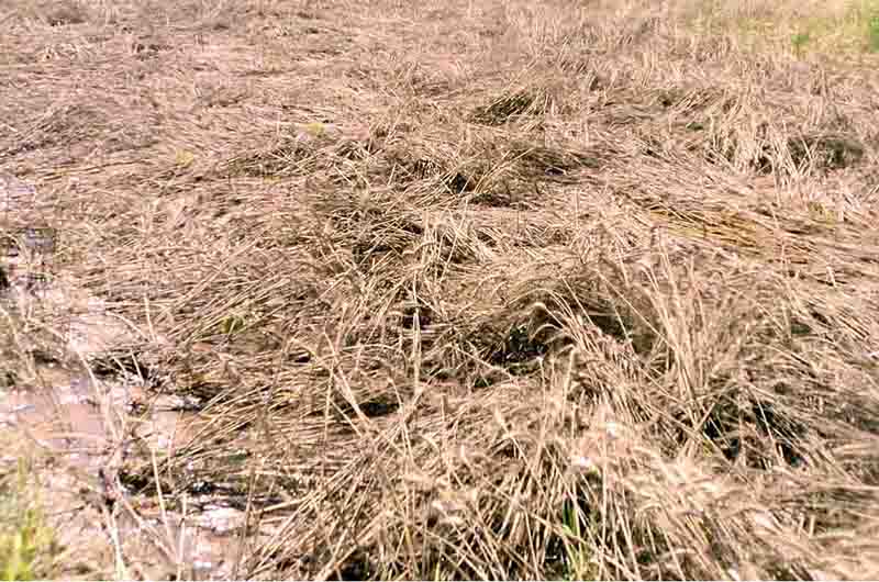 Standing wheat crop was badly damaged due to heavy rain and thunderstorm in the district