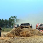 Wheat stock undergoing threshing process by a grain grower