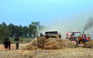 Wheat stock undergoing threshing process by a grain grower