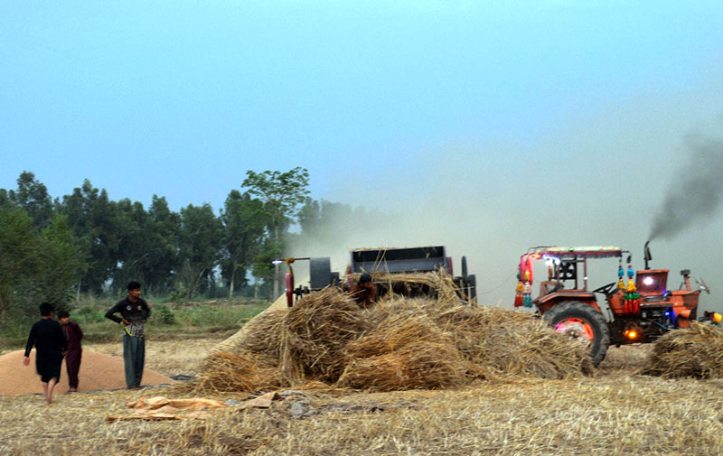 Wheat stock undergoing threshing process by a grain grower
