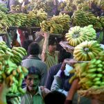 Labourers carrying baskets of bananas on their head during auctions as shopkeepers participating in bidding of fruit (Banana) at Fruit Market in the Provincial Capital