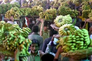 Labourers carrying baskets of bananas on their head during auctions as shopkeepers participating in bidding of fruit (Banana) at Fruit Market in the Provincial Capital