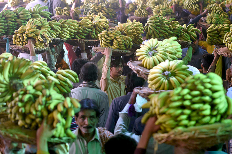 Labourers carrying baskets of bananas on their head during auctions as shopkeepers participating in bidding of fruit (Banana) at Fruit Market in the Provincial Capital