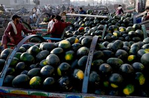 An aerial view of watermelons being auctioned as traders and farmers bargain with dealers, while shopkeepers participate in bidding at a fruit market in the provincial capital.