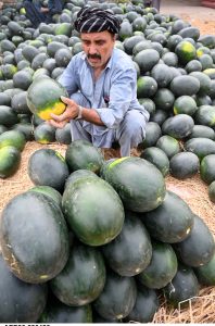A vendor displays watermelons to attract the customers at his roadside setup.