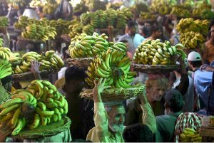 Labourers carrying baskets of bananas on their head during auctions as shopkeepers participating in bidding of fruit (Banana) at Fruit Market in the Provincial Capital