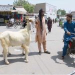 A vendor displays goat along a roadside to attract customers