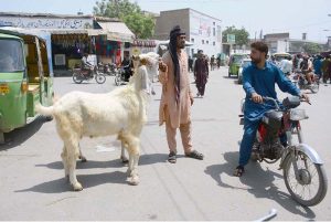 A vendor displays goat along a roadside to attract customers