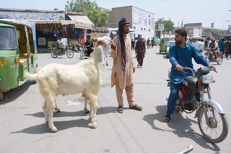 A vendor displays goat along a roadside to attract customers