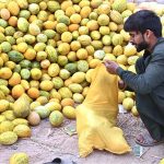 A vendor is busy filling bag with seasonal fruit “garma” for customers at Fruit Market