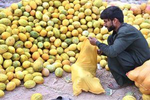 A vendor is busy filling bag with seasonal fruit “garma” for customers at Fruit Market