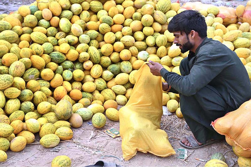 A vendor is busy filling bag with seasonal fruit “garma” for customers at Fruit Market