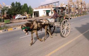 A tonga ride on Sargodha Road marks the end of a long-standing tradition in the district.