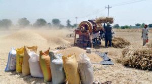 Thrasher machine is functioning at a wheat crop filed as wheat thrashing season starts.