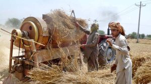 Thrasher machine is functioning at a wheat crop filed as wheat thrashing season starts.