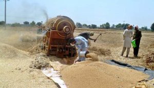 Thrasher machine is functioning at a wheat crop filed as wheat thrashing season starts.