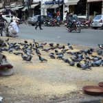 A man feeding a flock of pigeons at Jain Mandir Chowk