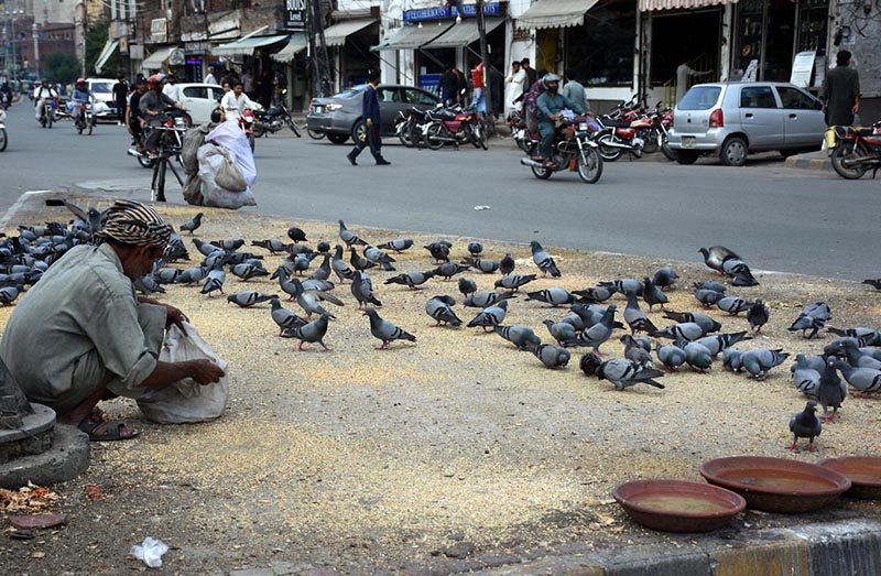 A man feeding a flock of pigeons at Jain Mandir Chowk