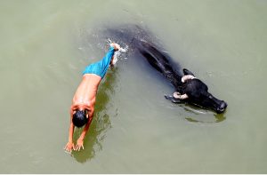 A young swimmer dives into the canal while a buffalo swims alongside, capturing a lively rural summer scene at the rice canal.