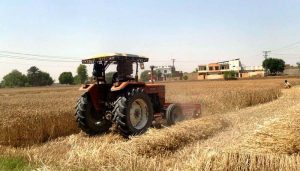A farmer operates a tractor to harvest a fully ripened wheat crop, marking the peak of the agricultural season.