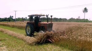 A farmer operates a tractor to harvest a fully ripened wheat crop, marking the peak of the agricultural season.