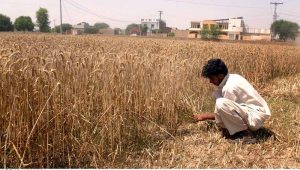 A farmer operates a tractor to harvest a fully ripened wheat crop, marking the peak of the agricultural season.