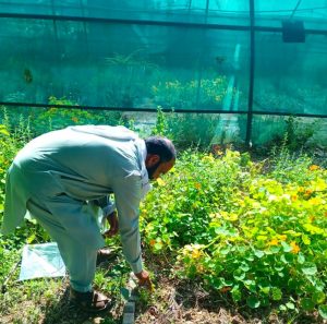 HAR steps up nursery care to enhance urban greenery