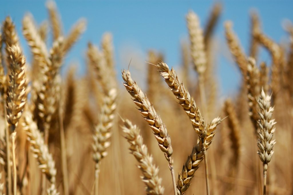 Pakistan expands research to develop high-yield hybrid wheat