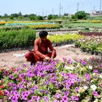 A gardener carefully tends to seasonal petunia saplings to sell at his nursery in H-9 in the Federal Capital