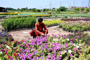A gardener carefully tends to seasonal petunia saplings to sell at his nursery in H-9 in the Federal Capital