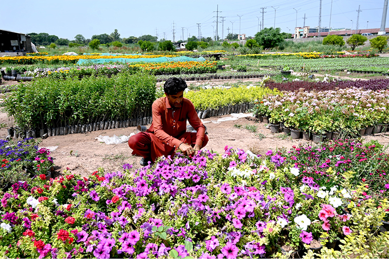 A gardener carefully tends to seasonal petunia saplings to sell at his nursery in H-9 in the Federal Capital
