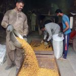 Workers are busy roasting grams at their workplace