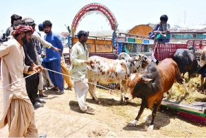 Vendors are busy unloading sacrificial animals from delivery vehicle at sacrificial animals market, Hatri Bypass area in connection with upcoming Eid-ul-Azha.