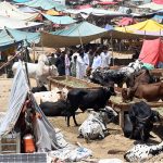 Traders display sacrificial animals to attract customers at the Bhatta chowk livestock market ahead of the upcoming Eid al-Adha